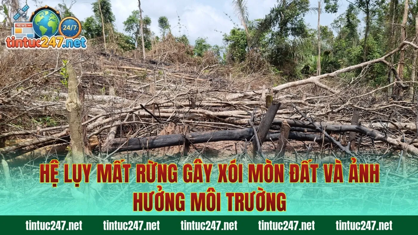 Hệ lụy mất rừng gây xói mòn đất và ảnh hưởng môi trường