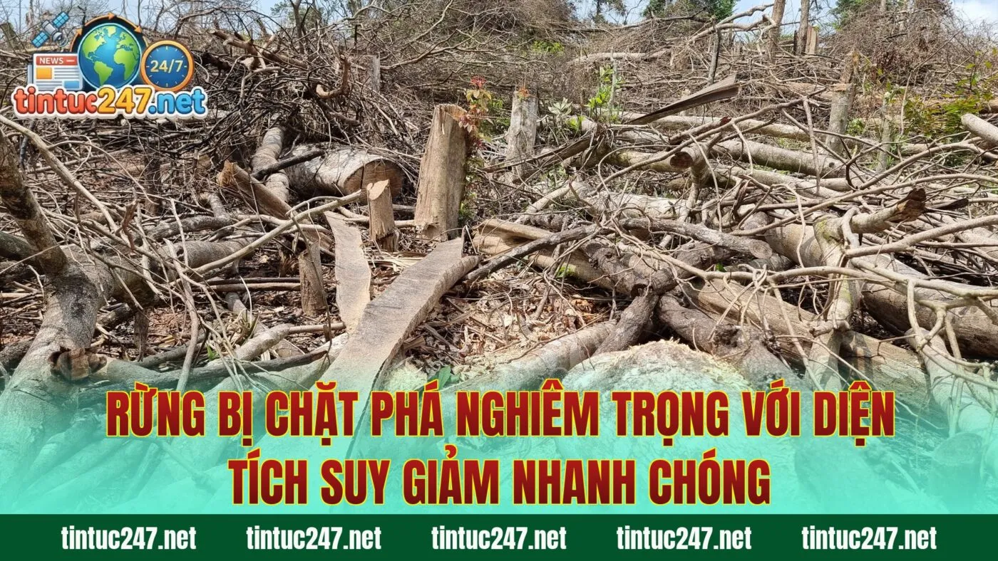 Rừng bị chặt phá nghiêm trọng với diện tích suy giảm nhanh chóng