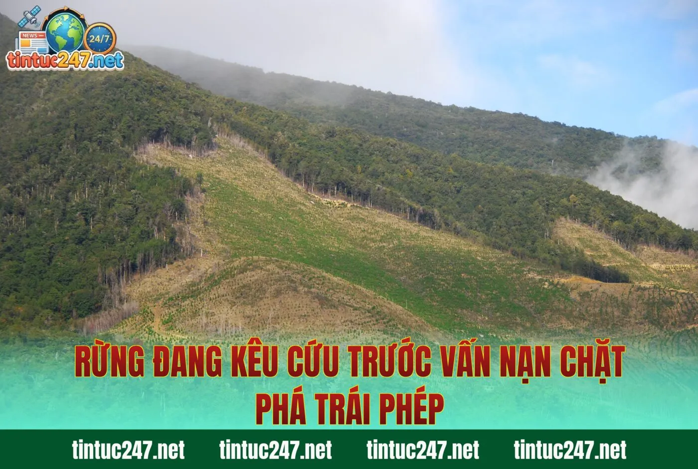 Rừng Đang Kêu Cứu Trước Vấn Nạn Chặt Phá Trái Phép