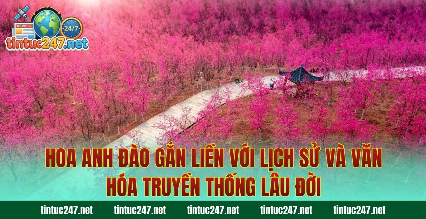 Hoa anh đào gắn liền với lịch sử và văn hóa truyền thống lâu đời