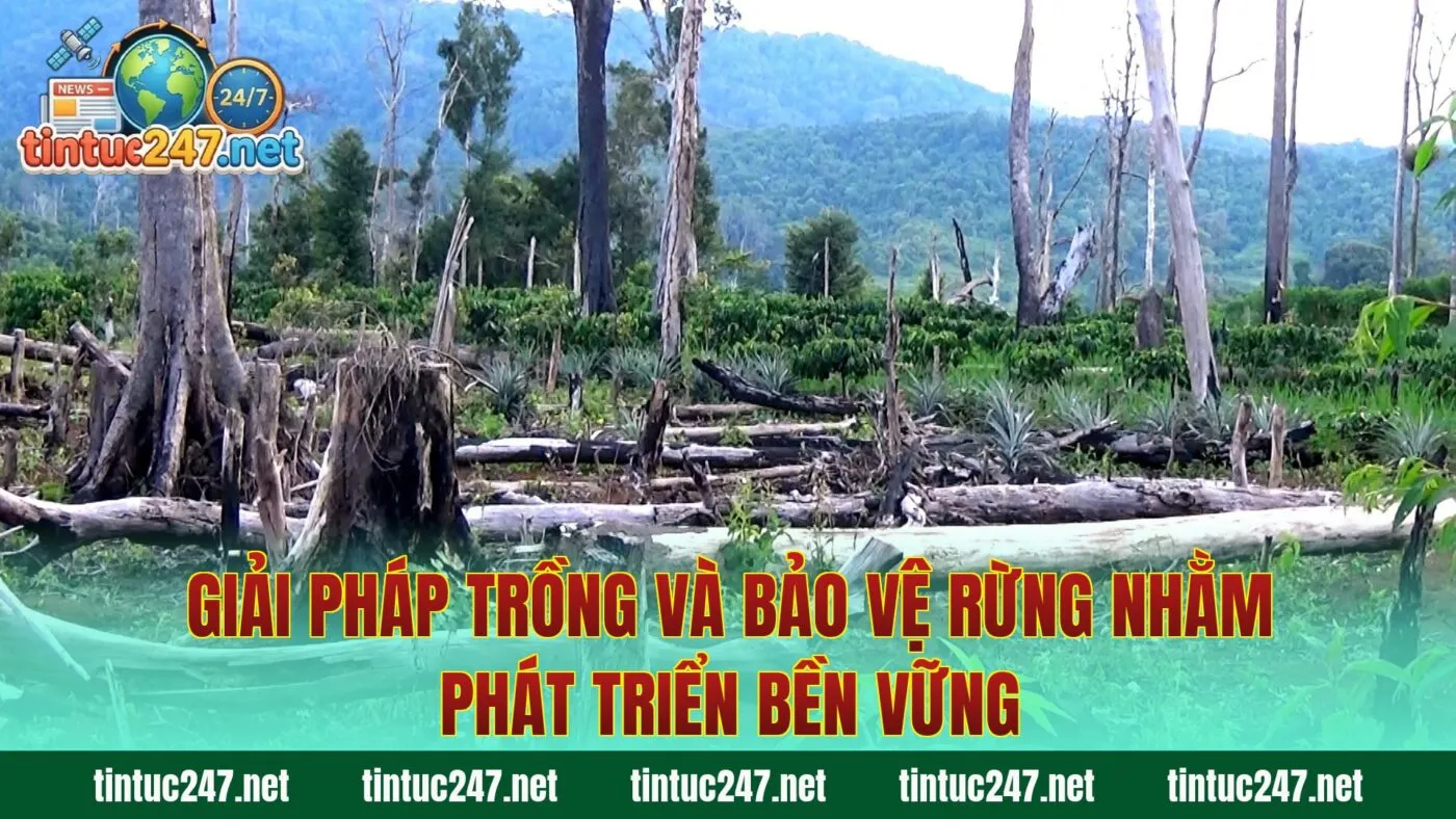 Giải pháp trồng và bảo vệ rừng nhằm phát triển bền vững
