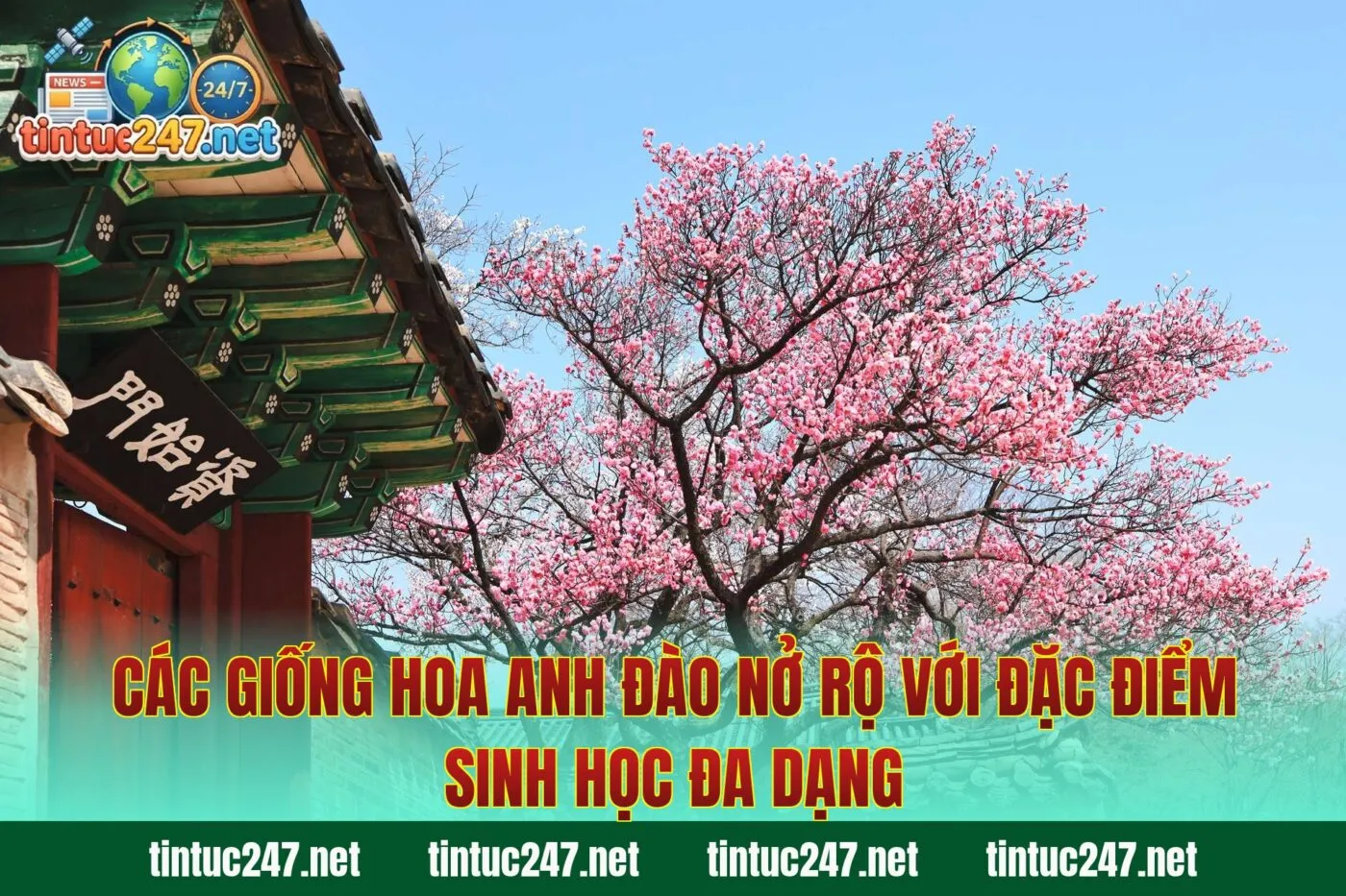 Các giống hoa anh đào nở rộ với đặc điểm sinh học đa dạng